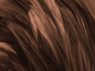 Naklejka premium Beautiful abstract white and brown feathers on white background and soft yellow feather texture on white pattern and yellow background, feather background , gold banners