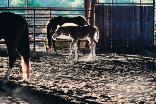 Young Quarter Horse Foal During Early Morning In Barn With Herd Of Horses.