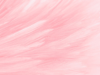 Beautiful abstract white and pink feathers on white background and soft white feather texture on pink  pattern and pink background, feather background, pink banners