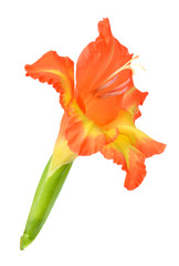 orange gladiolus