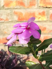 Red Periwinkle blooming with green leaves
