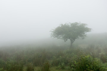 Obraz na płótnie Canvas forest landscape in autumn with fog