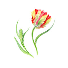 Hand drawn watercolor vector Tulips Flaming parrot flowers. Can be used as a greeting card for background