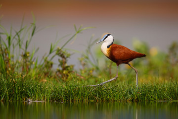 African Jacana walking on the bank of a pond in a game reserve in South Africa