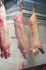 Industrial production of pork meat in a meat factory