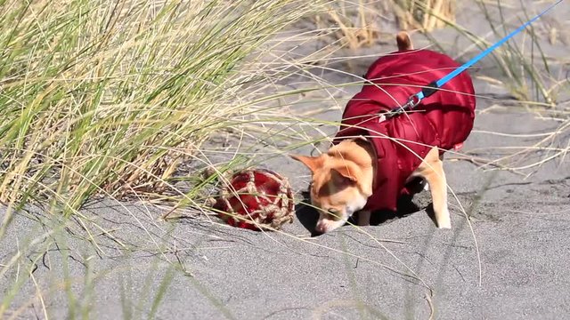 Chihuahua digging a whole in the sand next to a red glass float in the grassy dunes