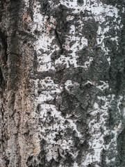 tree bark texture