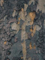 Tree bark texture. Colored wooden background
