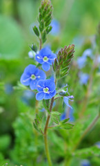 Veronica chamaedrys blooms in nature