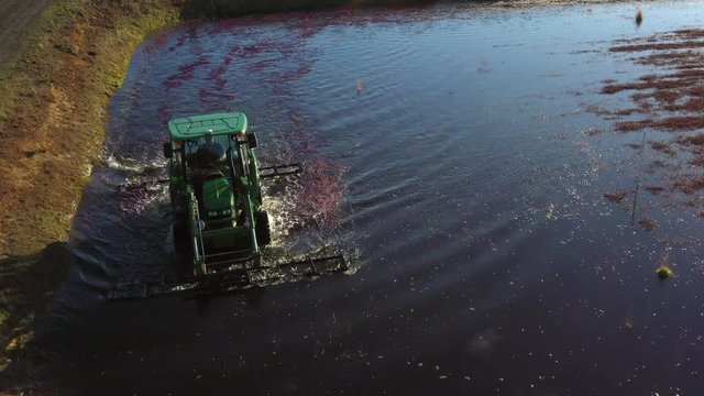 Tractor driving across a large cranberry bog harvesting the bright red berries late in the fall season in the southern Oregon coast