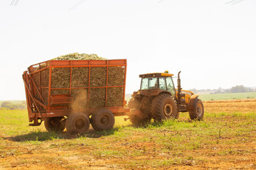 Tractor in rural area loading sugar cane