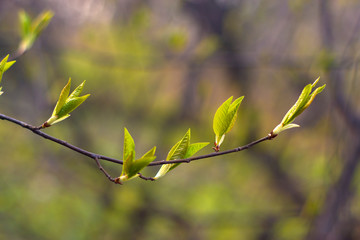 The green young spring leaves at the branch at defocused background with copyspace for text