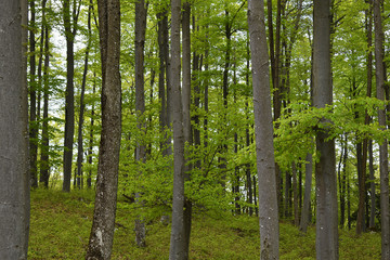 Obraz premium hellgrüne Blätter im Frühling, graue Baumstämme