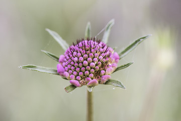 Scabiosa atropurpurea Pincushion Flower beautiful plant with still closed purple flowers unfocused green background