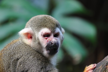 Ape with inflammation on eye in zoo in Leipzig in germany. Sitting on branch in summer in zoo.