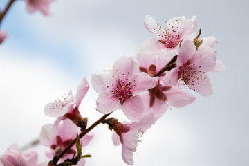 branch of peach blossom on blue sky background