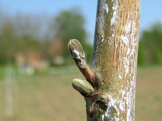 The shoots and buds of a young walnut tree at the beginning of the spring season
