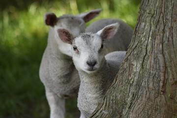 Baby lamb in the field 