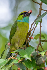 Yellow-crowned Barbet - Psilopogon henricii, beautiful colored barbet from Southeast Asian forests and woodlands, Mutiara Taman Negara, Malaysia.