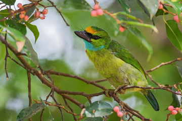 Yellow-crowned Barbet - Psilopogon henricii, beautiful colored barbet from Southeast Asian forests and woodlands, Mutiara Taman Negara, Malaysia.