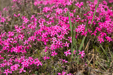 Fototapeta premium Pink phlox flowers with green grass