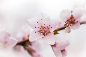 peach flowers on white background