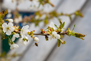 blooming Apple branches on a blurry background