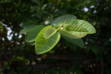 green leaf with black background