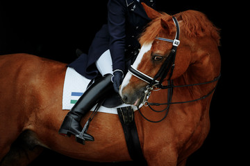 Portrait of a red dressage horse and young woman on black background. Girl with horse. Equestrian sport
