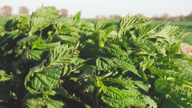 Green nettle leafes moving in stong blowing wind on a field 