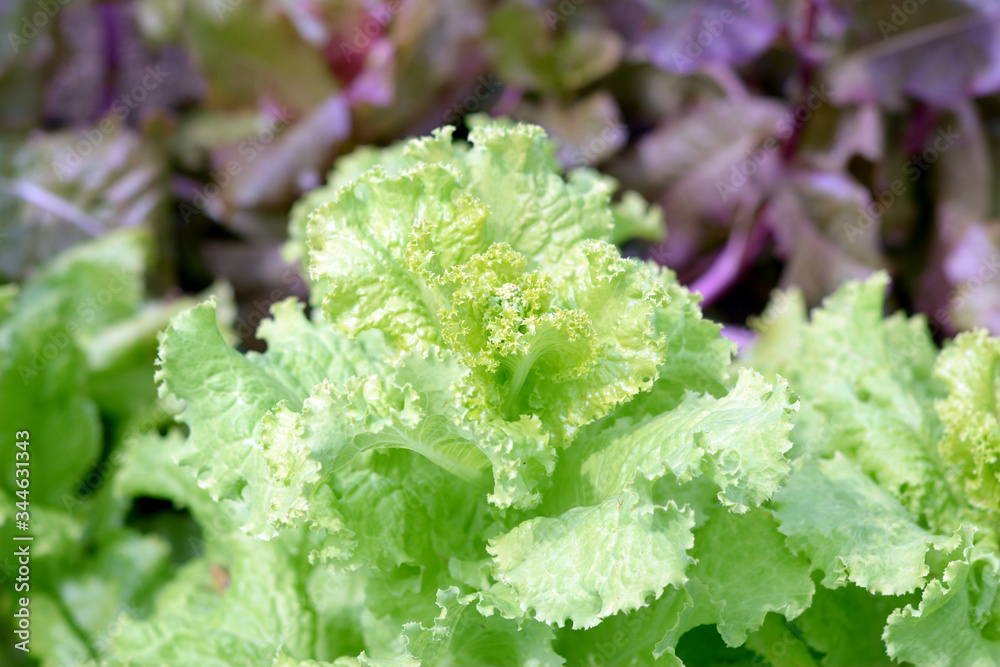 Poster organic lettuce trees