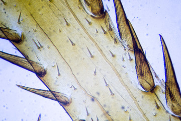 Microscopic image of cockroach leg