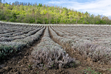 Rows of lavender in spring before blossom under blue sky