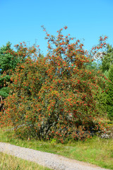 Fototapeta na wymiar Portrait of rowan tree in nature outdoors