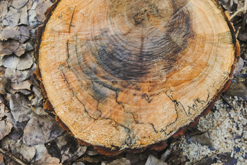 Horizontal color image with a overhead view of a texture of a old wooden log with of age lines marks surrounded by wet leaves and sawdust