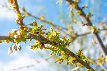 blooming Apple branches on a blurry background