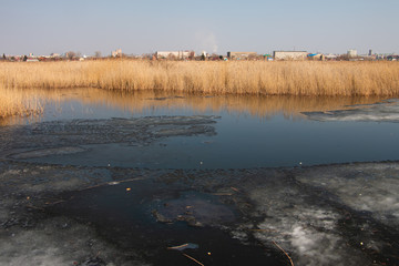 Spring landscape of a lake with dry reeds and melting ice