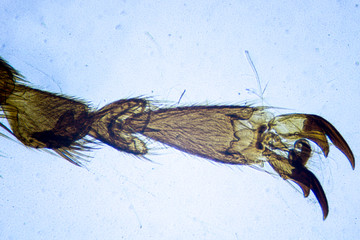 Microscopic image of housefly leg