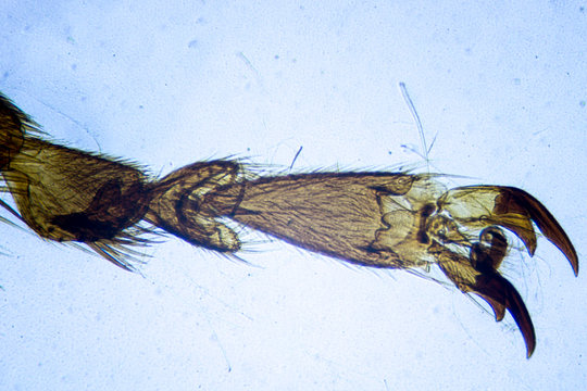 Microscopic image of housefly leg
