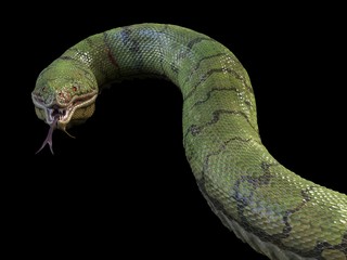 A large, toothy green snake. 3d rendering