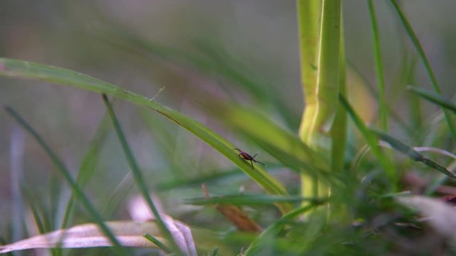 Close up of American dog tick crawling on the grass stem in nature. These arachnids a most active in spring and can be careers of Lyme disease or encephalitis