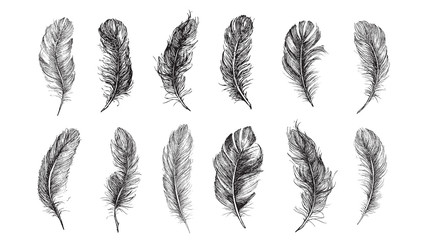  Vector Black and White Feather Pattern