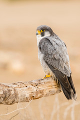 A northern peregrine falcon (Falco peregrinus calidus) in a dead tree trunk in the Ebro Delta Natural Park, in Catalonia.