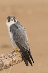 A northern peregrine falcon (Falco peregrinus calidus) in a dead tree trunk in the Ebro Delta Natural Park, in Catalonia.
