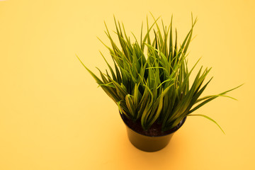 Plants in flower pots on the yellow background.