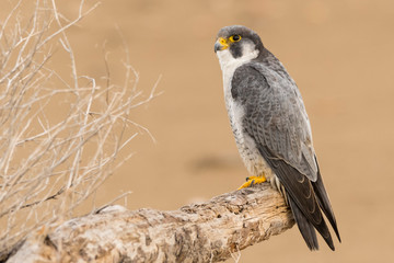 A northern peregrine falcon (Falco peregrinus calidus) in a dead tree trunk in the Ebro Delta Natural Park, in Catalonia.