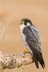 A northern peregrine falcon (Falco peregrinus calidus) in a dead tree trunk in the Ebro Delta Natural Park, in Catalonia.