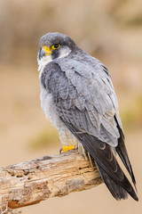 A northern peregrine falcon (Falco peregrinus calidus) in a dead tree trunk in the Ebro Delta Natural Park, in Catalonia.