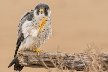 A northern peregrine falcon (Falco peregrinus calidus) in a dead tree trunk in the Ebro Delta Natural Park, in Catalonia.