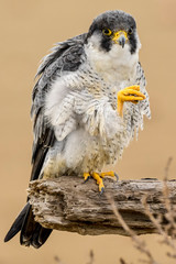 A northern peregrine falcon (Falco peregrinus calidus) in a dead tree trunk in the Ebro Delta Natural Park, in Catalonia.